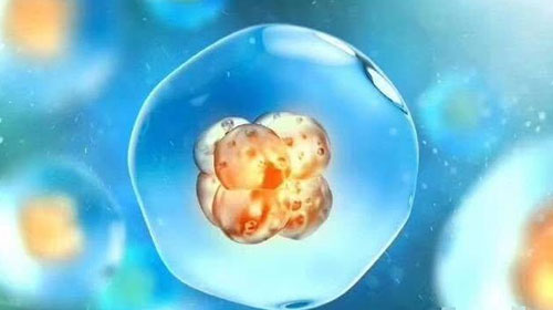 试管1pn的胚胎有用吗？胚胎和囊胚哪个好？