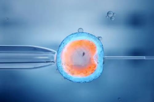 鲜胚养囊风险大吗？试管婴儿放鲜胚冻胚和养囊有什么区别？